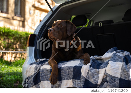 Big cute dog lying in the car trunk and looking serious 116741200