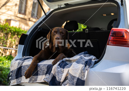 Big cute dog lying in the car trunk and looking serious Big cute dog lying in the car trunk and looking serious 116741220
