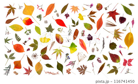 アートのように美しい、小さな秋色のネイチャー素材 116741450