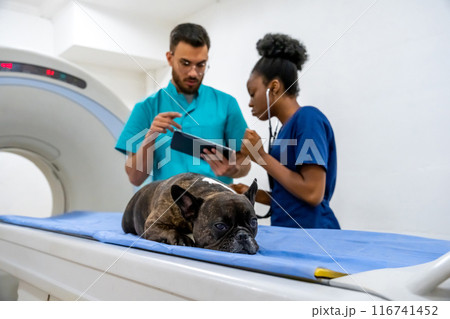 Veterinarians discussing the MRI results and looking concentrated 116741452
