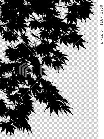 Cut-out leaves of Japanese maple, a seasonal image background 116741559
