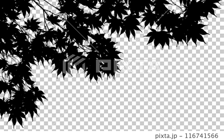 Cut-out leaves of Japanese maple, a seasonal image background 116741566
