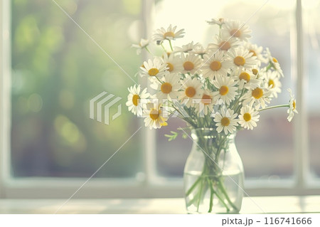 Tranquil Morning Light with Fresh Daisy Arrangement on Window Sill Tranquil Morning Light with Fresh Daisy Arrangement on Window Sill 116741666