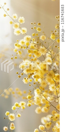 Sunny Yellow Mimosa Flowers in Glass Vase Indoors 116741683