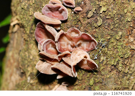 広葉樹の幹に自生するアラゲキクラゲの群生（自然光＆ストロボ・マクロレンズ接写） 116741920