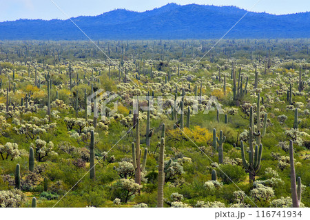 Central Sonora Desert Arizona Central Sonora Desert Arizona 116741934