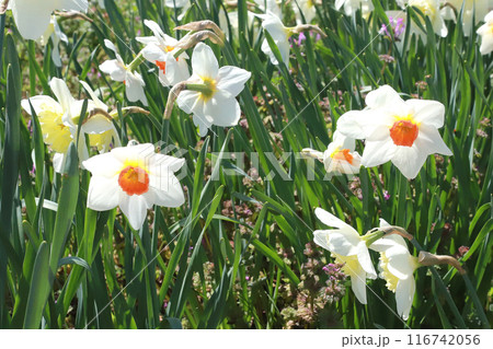 スイセンの花 116742056