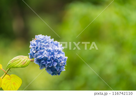 青い紫陽花 116742110