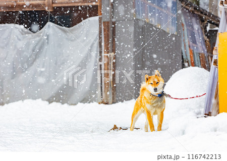 Close up shot of a cute Shiba Inu dog Close up shot of a cute Shiba Inu dog 116742213