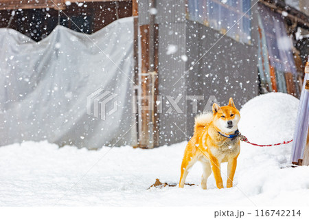 Close up shot of a cute Shiba Inu dog Close up shot of a cute Shiba Inu dog 116742214
