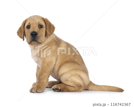 Young Labrador dog on white background 116742367