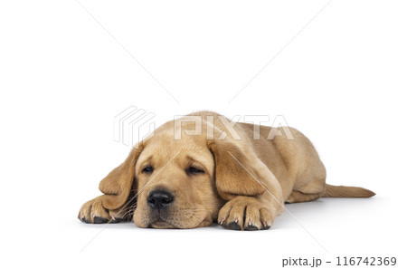 Young Labrador dog on white background 116742369