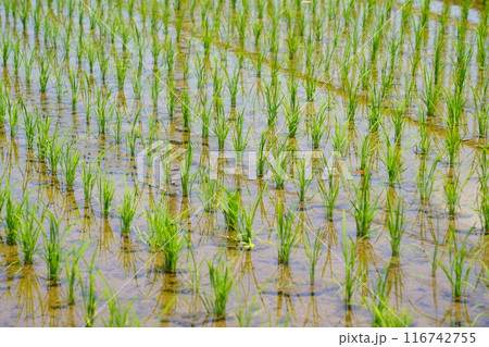 田植えから間もない水田 116742755