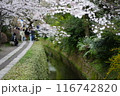 京都 哲学の道の桜 116742820