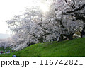 背割提の桜並木 116742821