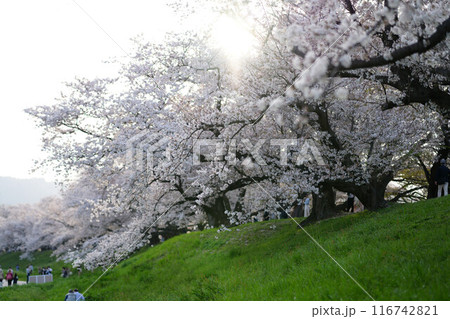 背割提の桜並木 116742821