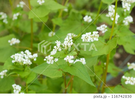Flowering buckwheat lat. Fagopyrum esculentum known as common buckwheat. Flowering buckwheat lat. Fagopyrum esculentum known as common buckwheat. 116742830
