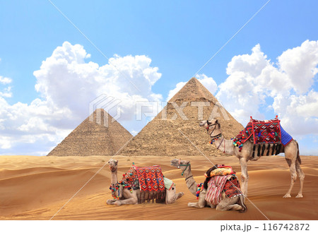 Camels in a colorful horse-clothes resting on the sand near to pyramids, Giza, Cairo, Egypt. Famous Great Pyramids of Chephren and Cheops, Giza pyramid complex (Giza Necropolis) Camels in a colorful horse-clothes resting on the sand near to pyramids, Giza, Cairo, Egypt. Famous Great Pyramids of Chephren and Cheops, Giza pyramid complex (Giza Necropolis) 116742872