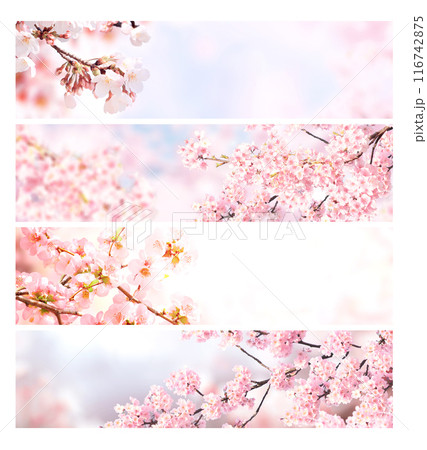 Set of horizontal banner with sakura flowers of white and pink colors. Collection of beautiful nature spring background with a branch of blooming sakura. Hanami time in Japan Set of horizontal banner with sakura flowers of white and pink colors. Collection of beautiful nature spring background with a branch of blooming sakura. Hanami time in Japan 116742875