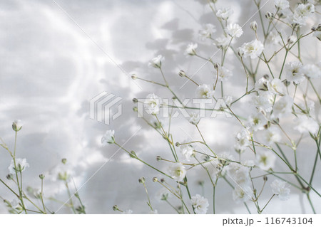 カスミソウ 116743104