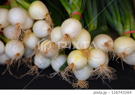 oinion with stem white and green organic food fresh spices 116743264