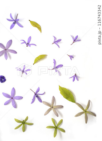 Purple Flower Blooms on White Background 116743342