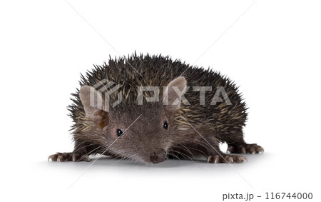 Tenrec on white background Tenrec on white background 116744000
