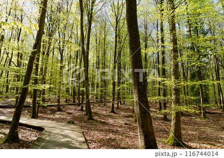Sunlit Pathway in Gisselfeld Klosters Skove, Copenhagen. 116744014