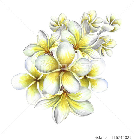 Plumeria. A bouquet of exotic tropical fragrant frangipani flowers. A hand-drawn watercolor illustration. An element of the design of packaging, postcards and labels. For banners, flyers, and posters. 116744029