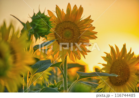 Sunflower field at sunset with golden sunlight and beautiful blooming sunflowers 116744485