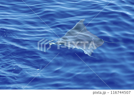 A Mobula ray swimming near sea surface, Ligurian Sea, Mediterranean, Italy. 116744507