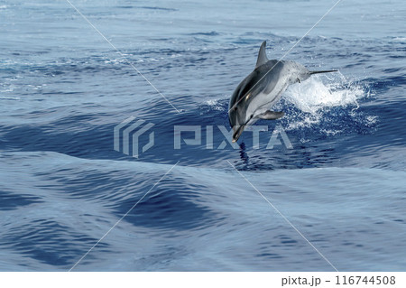 striped dolphin jumping outside the sea 116744508