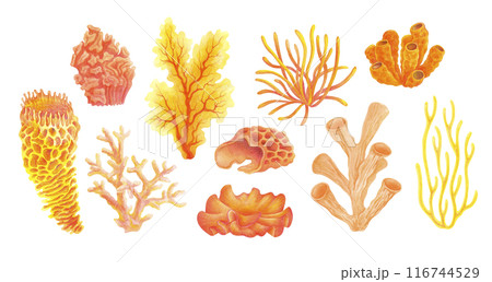 Watercolor set of corals. Underwater life. Marine plants isolated on white background for water entertainment places, parks, beaches design. Underwater flora hand painted cartoon style illustration 116744529