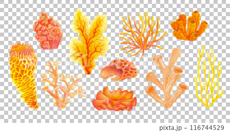 Watercolor set of corals. Underwater life. Marine plants isolated on white background for water entertainment places, parks, beaches design. Underwater flora hand painted cartoon style illustration 116744529