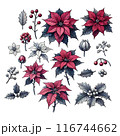 クリスマスのポインセチアとヒイラギの詳細なイラストコレクション 116744662