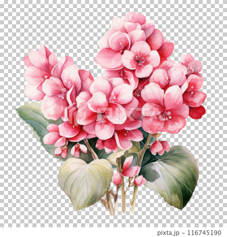 Bergenia, isolated on transparent background 116745190