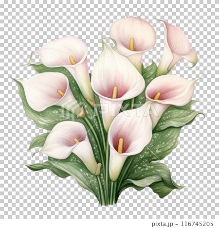 Lily, isolated on transparent background 116745205