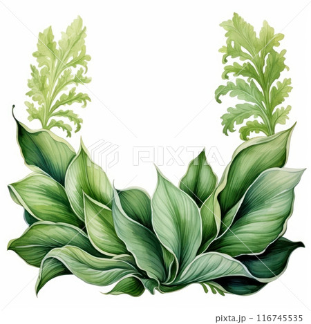 Hosta Leaf isolated on white background 116745535