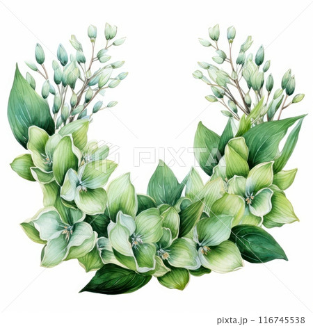 Hosta Leaf isolated on white background 116745538
