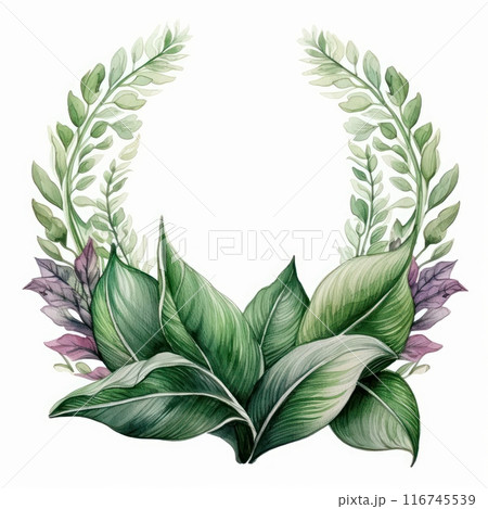 Maranta Leaf isolated on white background 116745539