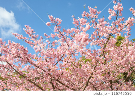 青空と満開の河津桜 青空と満開の河津桜 116745550