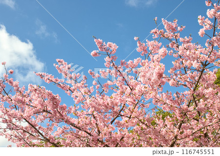 青空と満開の河津桜 116745551