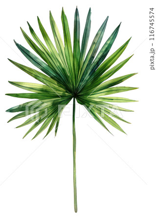 Sabal Palm Leaf, Watercolor tropical Border, watercolor illustration, 116745574