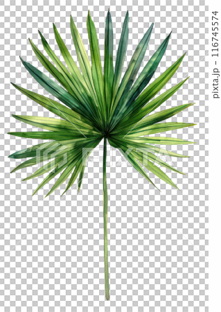 Sabal Palm Leaf, Watercolor tropical Border, watercolor illustration, 116745574