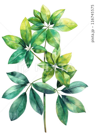 Schefflera Leaf, Watercolor tropical Border, watercolor illustration, 116745575