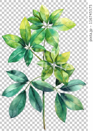 Schefflera Leaf, Watercolor tropical Border, watercolor illustration, 116745575