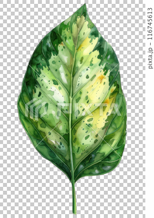 Dieffenbachia Leaf, Watercolor tropical Border, watercolor illustration, 116745613