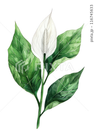Peace Lily Leaf, Watercolor tropical Border, watercolor illustration, 116745633