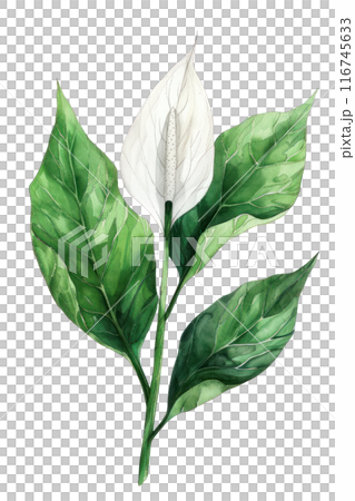 Peace Lily Leaf, Watercolor tropical Border, watercolor illustration, 116745633