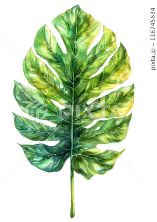Philodendron Leaf, Watercolor tropical Border, watercolor illustration, 116745634